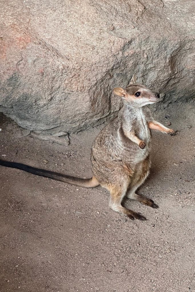 East Coast of Australia road trip: Magnetic Island